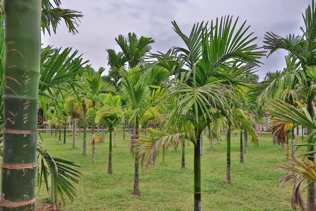 Arecanut palm grove at Arekas Bamboo Arcadia