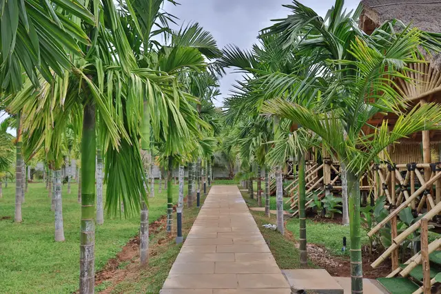 Palm-lined walkway at Arekas Bamboo Arcadia